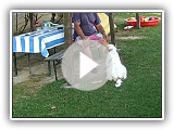 Istrische scharfhaarige Hunde